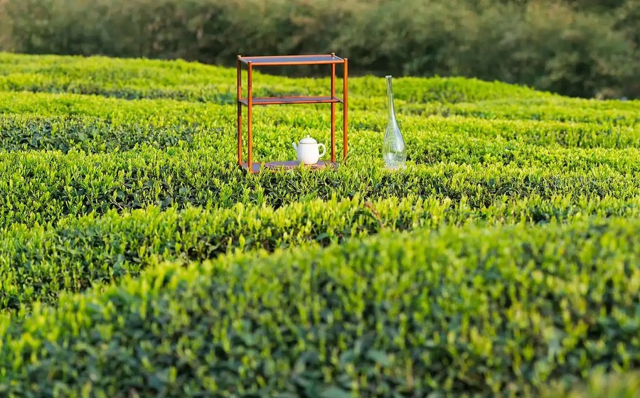 Longjing Tea Gardens